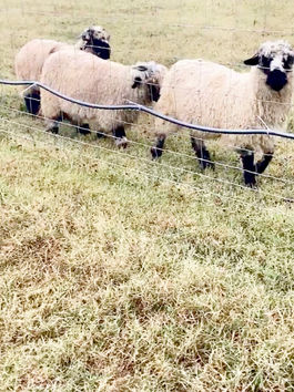 Follow The Leader