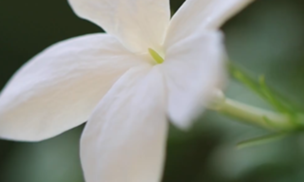 fouli.png