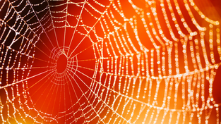 The Evolution of the Web: From Web 1.0 to Web 3.0 and the Dawn of a Digital Renaissance