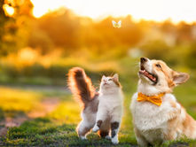 В Україні працюватиме Єдиний державний реєстр домашніх тварин