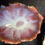 Thumbnail: Æg bowl pink