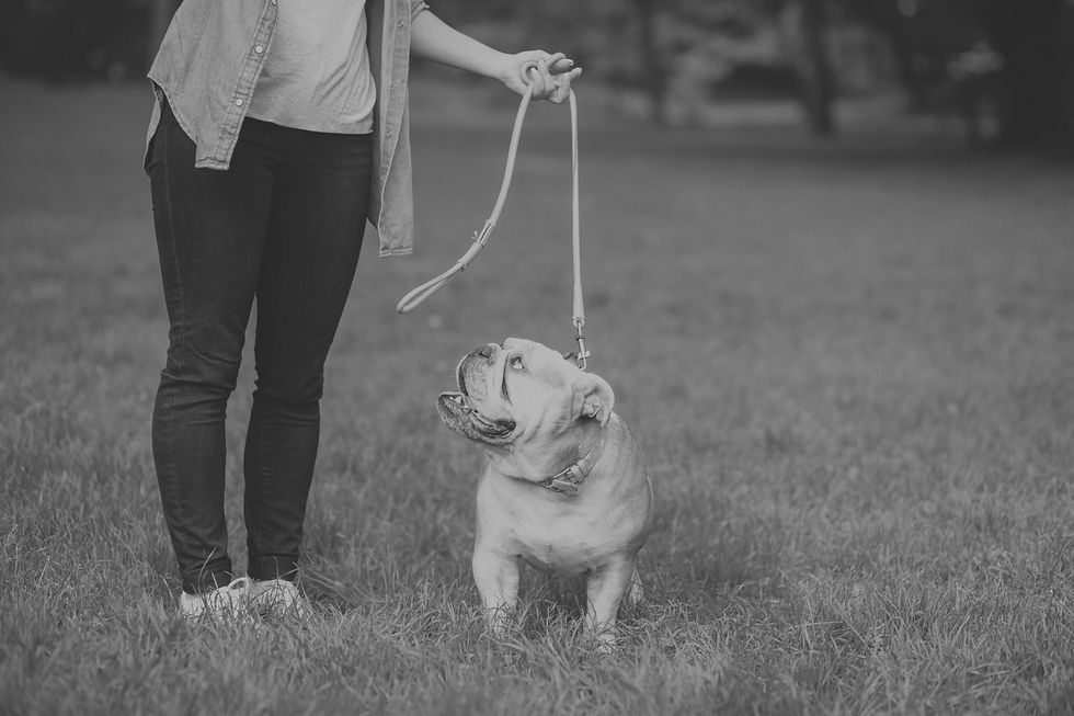 Professional dog trainer Central NJ working with a bulldog.