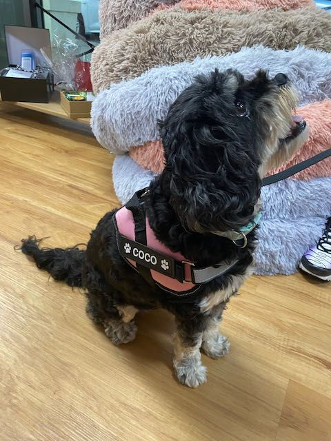 Thumbnail: Personalised Dog Harness Labels 🐾