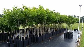 Woodard Pecan Nursery Thenurseries Woodard S Farm And Nursery Pecan Trees