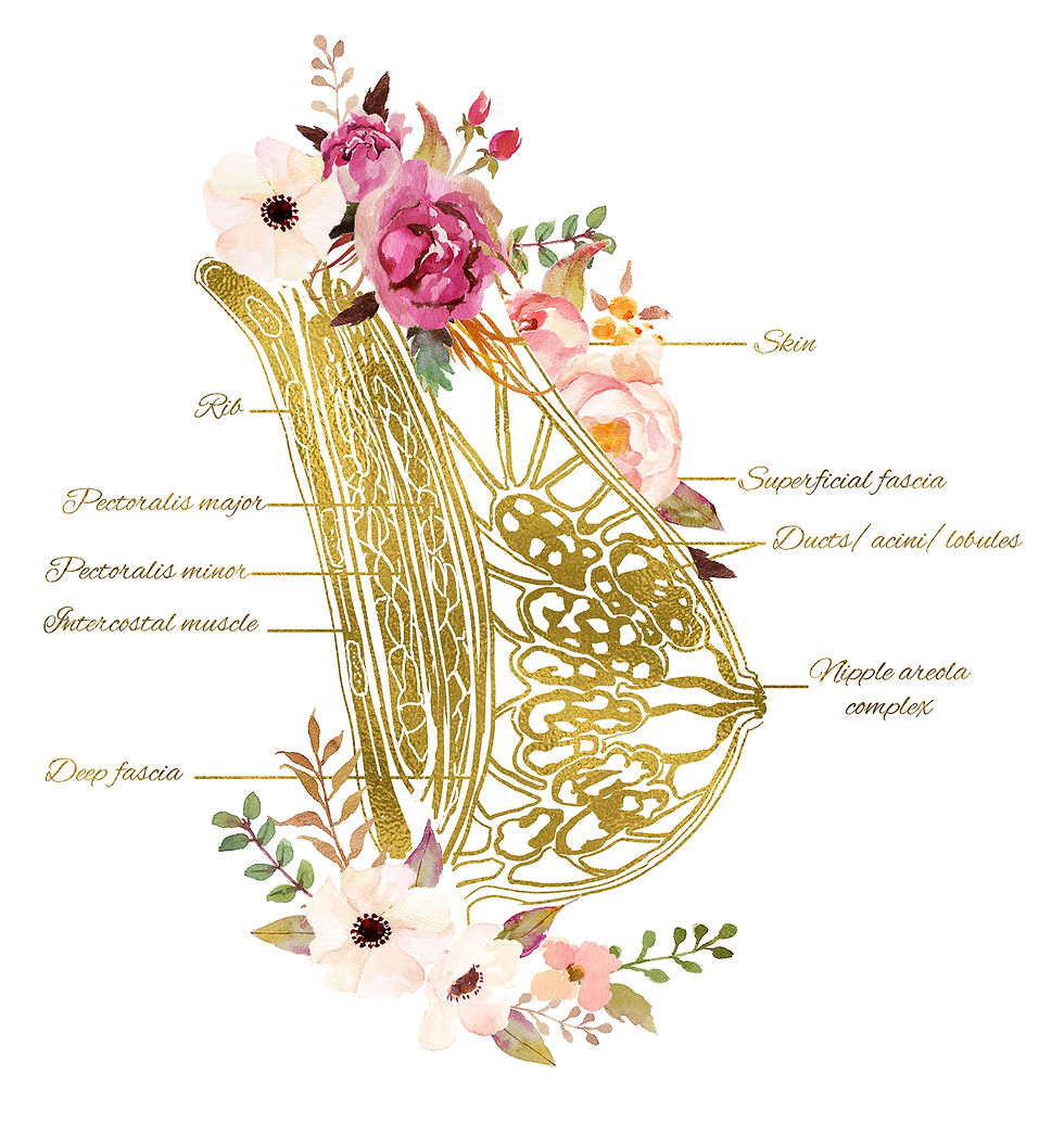 Breastfeeding support with breast anatomy (milk ducts and alveoli) for breastmilk storage and breastfeeding support