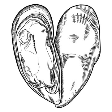 Green-Mussels.jpg