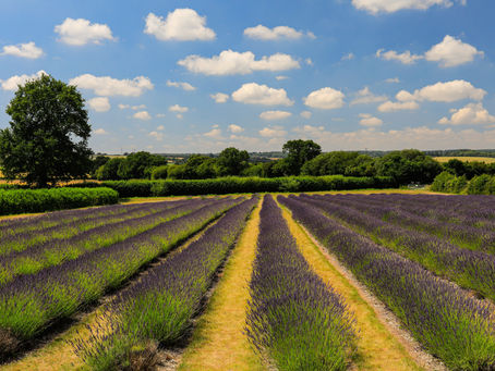Lavender & Phacelia