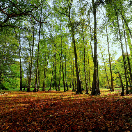 Windsor Great Park walk