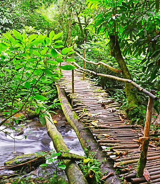 bridge in bwindi