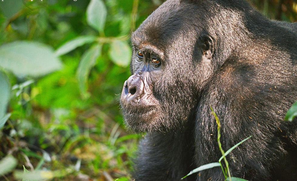 sunkissed gorilla