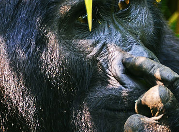 gorilla thinking