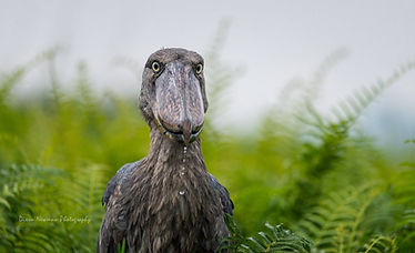shoebill