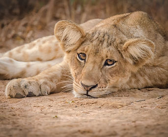 lion-cub-uganda-wildlife-safari-toturk.jpg