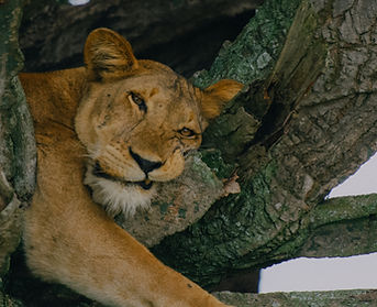 LION IN THE TREE.JPG