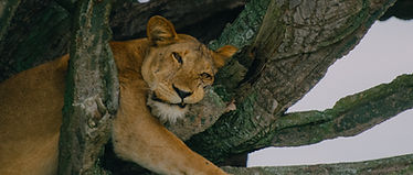 LION IN THE TREE in ishasha