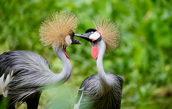 Birds of Uganda - The Grey Crowned Crane.jpg