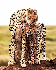 cheetah
