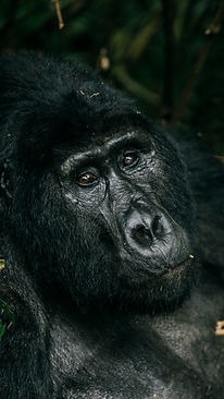 mtn gorilla AA4.jpg