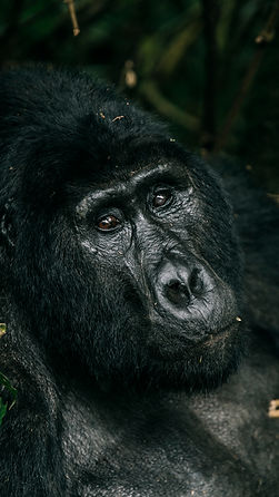 mtn gorilla AA4.jpg