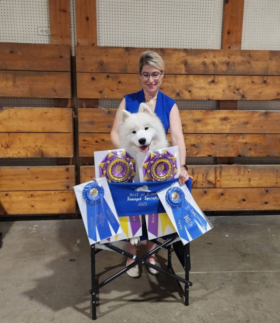 MBISS GCH Snowbright's Stay Out of My Lane