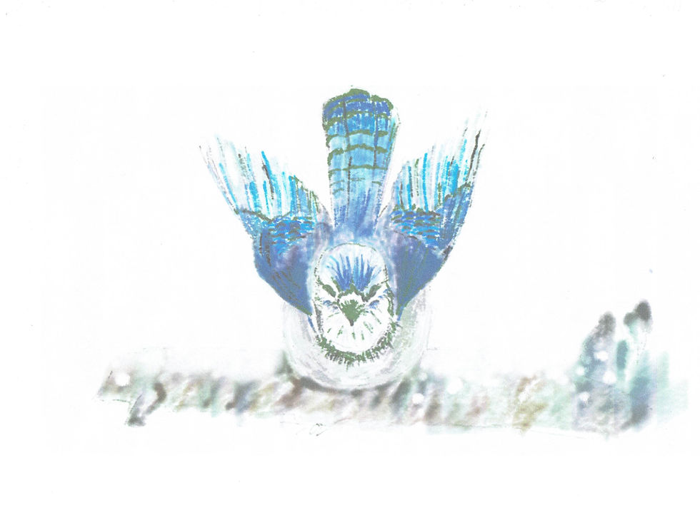 Snowy Blue Jay - 9.5"x11.5" Framed Print