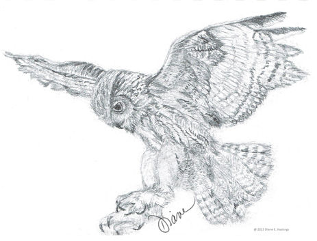 Owl Where It Began.jpg