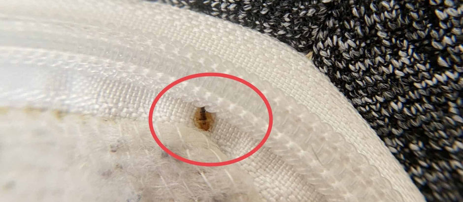 Protect Your Home or Rental from Bed Bugs with Professional Cleaning