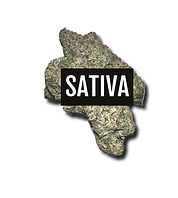 sativa_edited.jpg