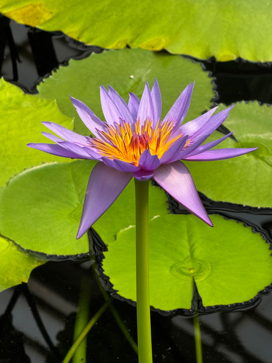 Lotus flower symbolizing spiritual awakening and energy healing