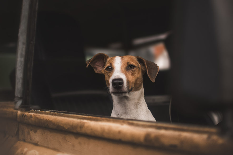 johannalepp-tierfotografiethueringen--80.jpg