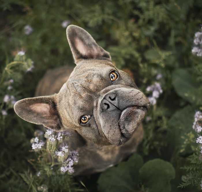 johannalepp-tierfotografiethueringen--48.jpg