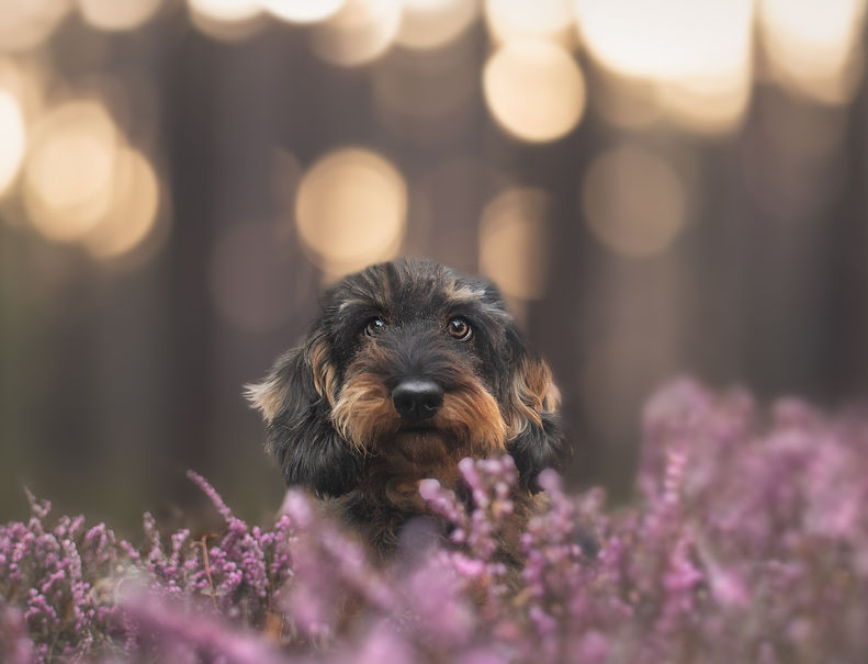 johannalepp-tierfotografiethueringen--92.jpg