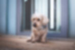 johannalepp-tierfotografiethueringen--26.jpg