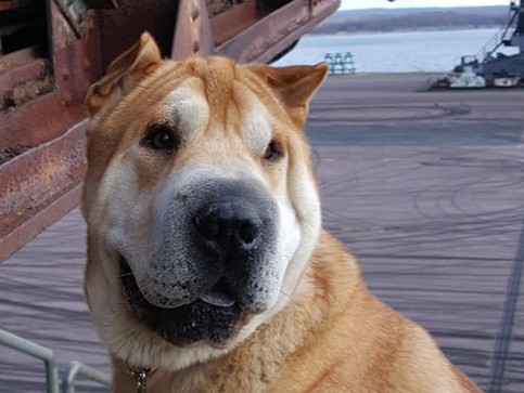 Neander Valley's Gorgeous Clooney's Pablo