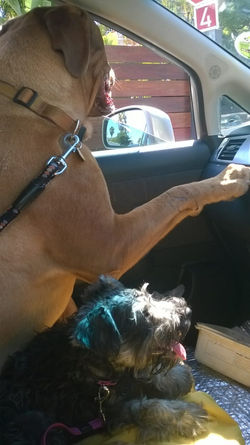 I'm Driving.jpeg
