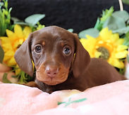 Sausage puppy sunflowers