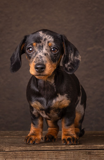 Bunni cute dachshund