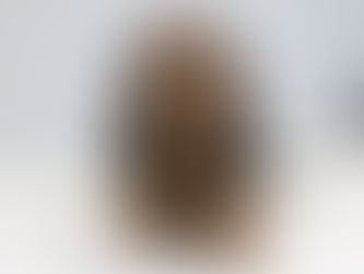 Welcoming a Dachshund Puppy into Your Home: A Complete Guide from Luxurious Dachshunds