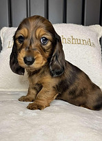 puppy