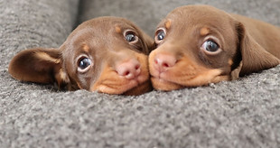 Nellies Puppies