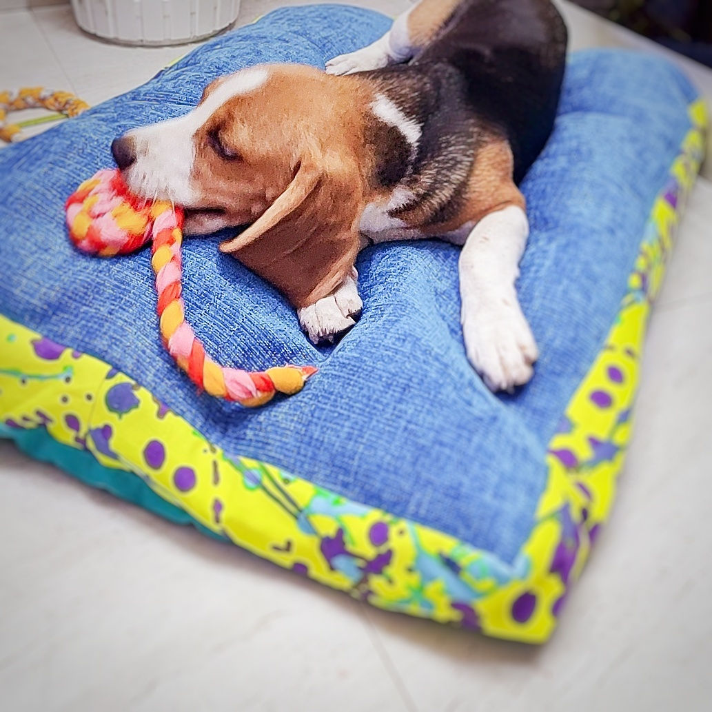 Dog Bed