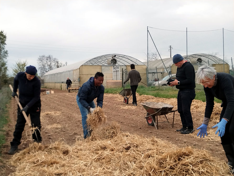 Piantumazione delle patate negli orti di Nuovo Cortile
