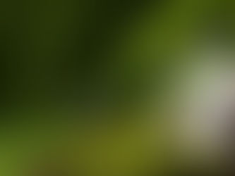 The origin of the ingredients in perfumes that you may not know