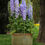 Miniatura: Delphinium Guardian Lavender