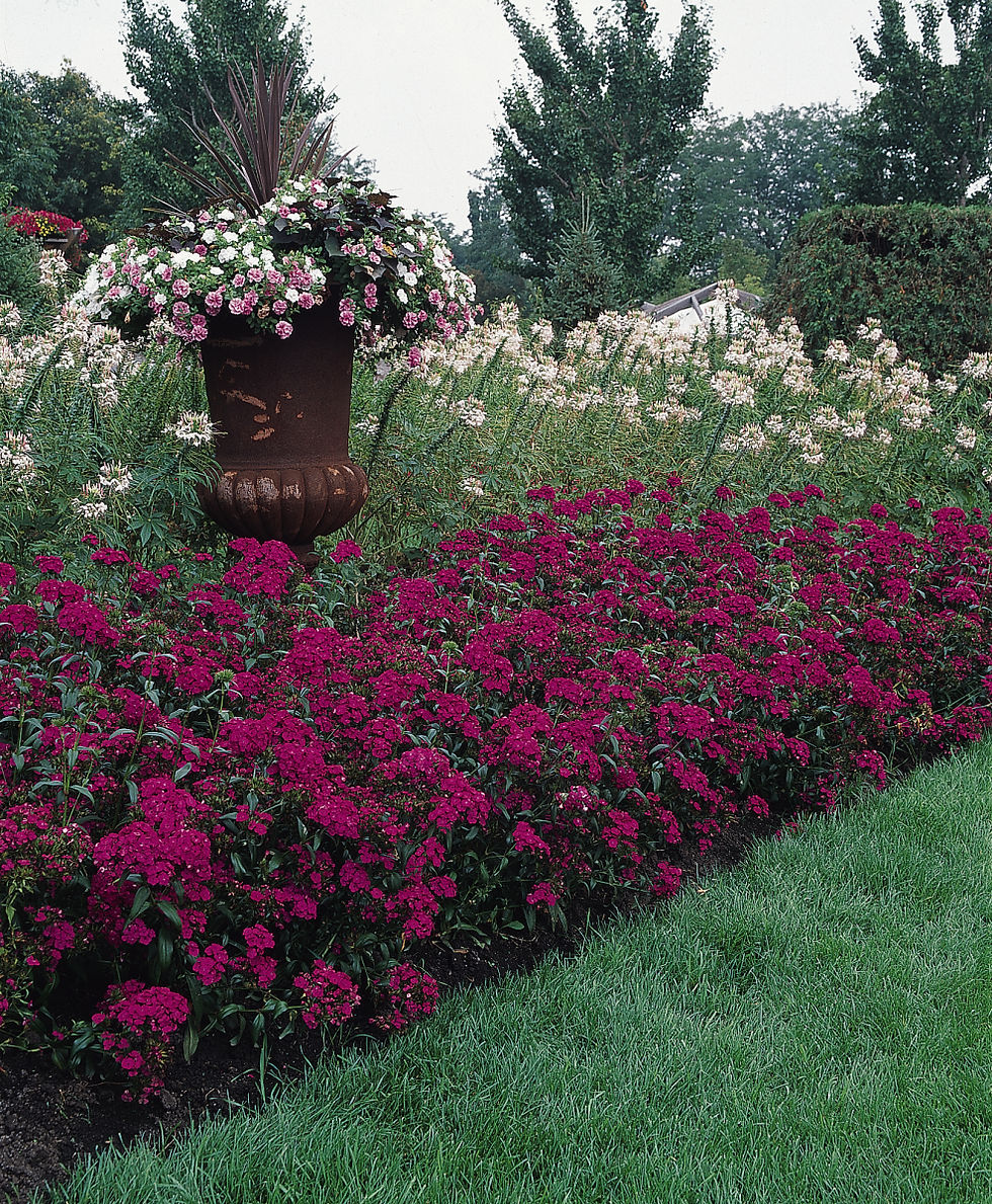 Miniatura: Dianthus Amazon Neon Purple