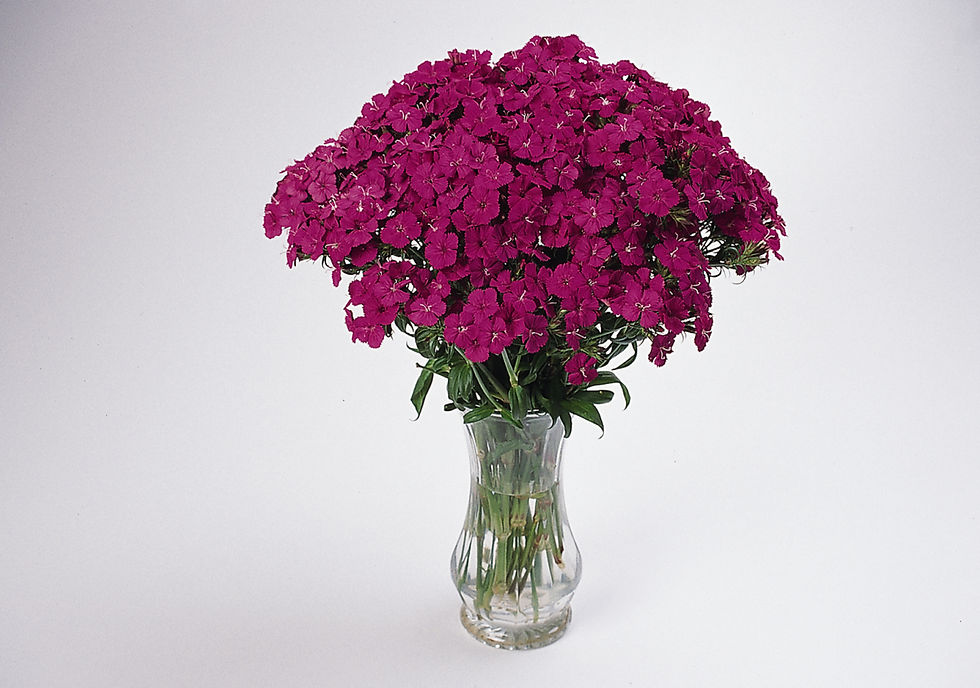Miniatura: Dianthus Amazon Neon Purple