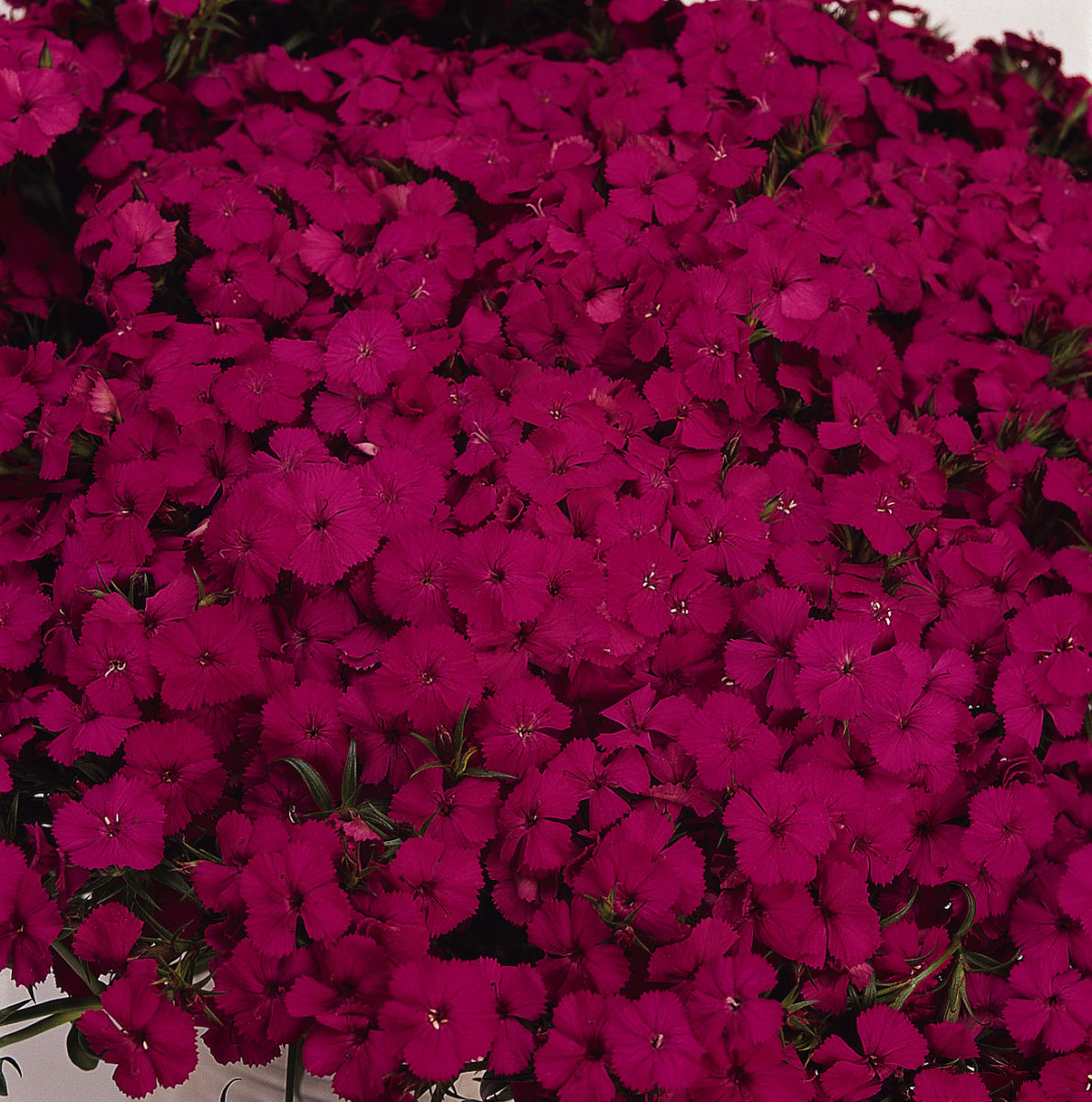 Dianthus Amazon Neon Purple