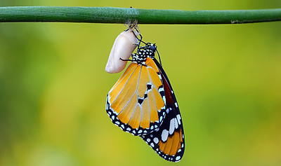 Chrysalis.jpg