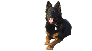 german shepherd dog