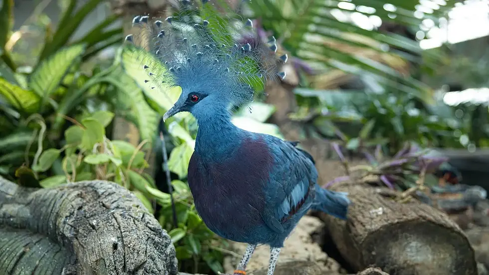 Miniatura: Family Day in The Green Planet Gift Voucher